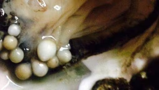parels in een oester